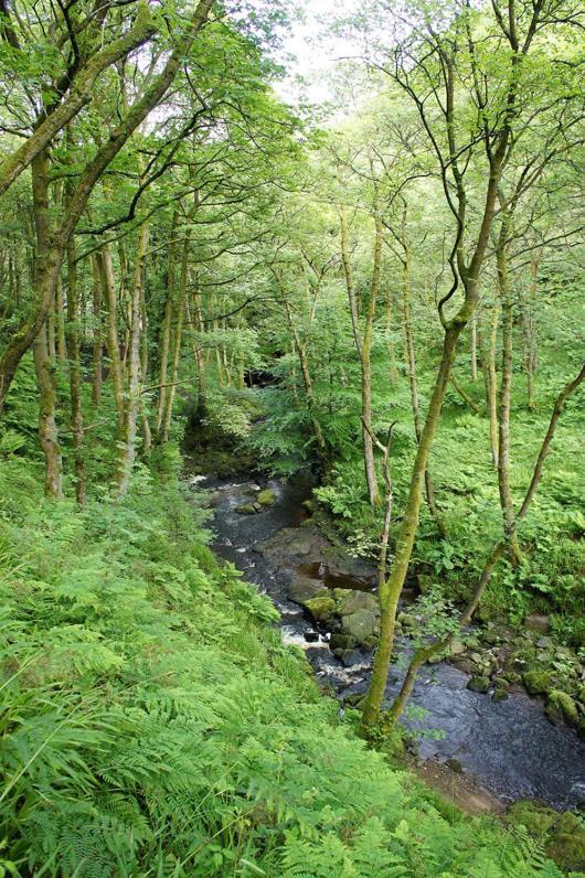 Beautiful Riverside Home, Hebden Bridge, Woodland Views, Sleeps 2 - 9 Bagian luar foto